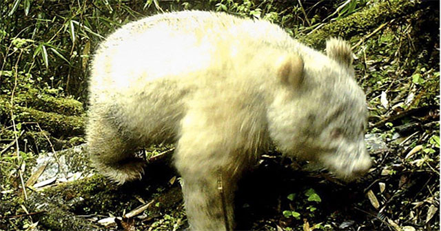 Found the first wild albino panda in the world