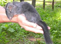 Found the 'fossil' live rock mouse