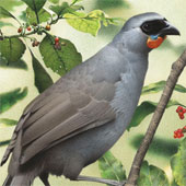 Found the idea of ​​extinct birds