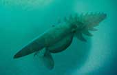 Found the most giant fossil lobster on earth 480 million years ago