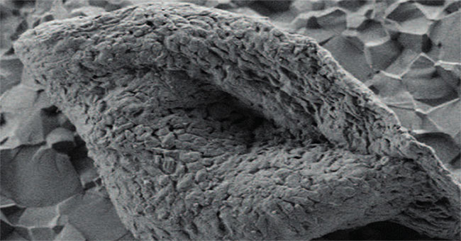 Found the oldest fossil on Earth