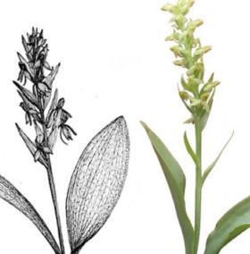 Found the rarest orchid in the world