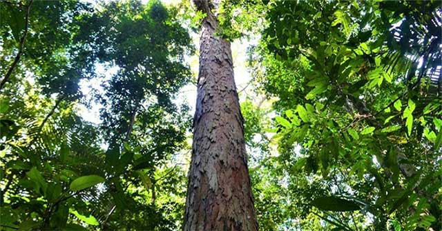 Found the tallest tree in the Amazon forest