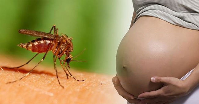 Found the Zika pathway transmitted from mother to child