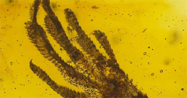 Found tiny lizard legs in amber 20 million years old