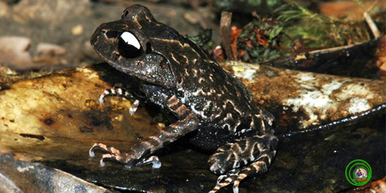 Found white-eyed toad on Langbian plateau in Vietnam