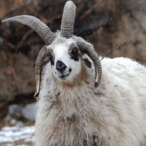 Four horned sheep