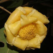 Four new species of camellia were discovered in Vietnam