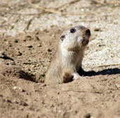 Four new species of rats were discovered