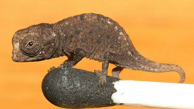 Four small chameleon species discovered in Madagascar