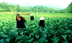 Four types of plants affect human life