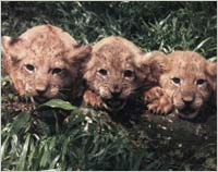 Four white tigers gave birth to four