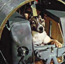 'Four-legged astronauts'