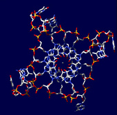 Four-stranded DNA strands in human cells