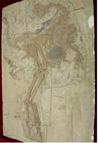 Four-winged dinosaurs have relatives with birds?