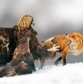 Fox and golden falcon
