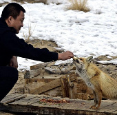 Fox asks for food in the desert