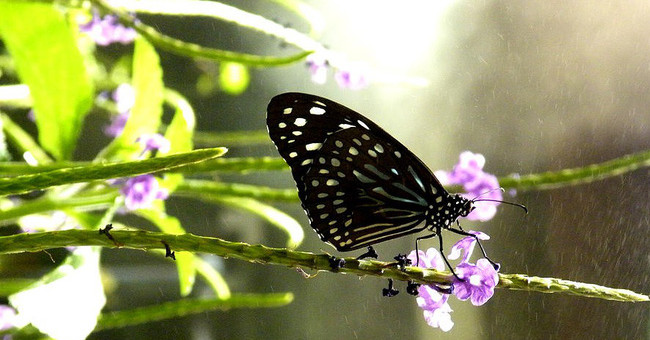 Fragile like butterfly wings, what will their fate be when the rain comes?