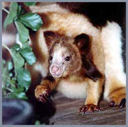 Fragrant koalas (Dendrolagus)