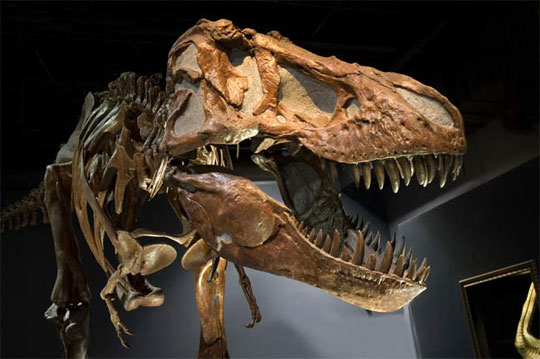 France confirmed an additional dinosaur fossil mine