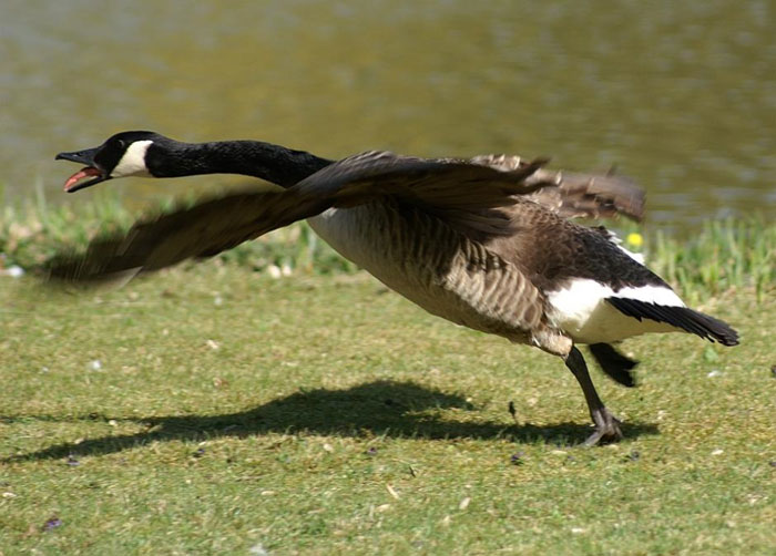 France declared war on Canada's goose