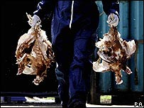 France tests bird flu