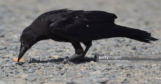 France used the crow to pick up trash, clean the street park