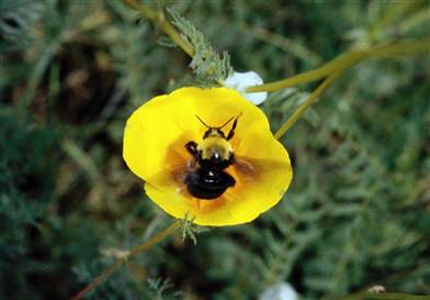 Franklin bees may be extinct