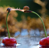 French snail locking lips cause fever