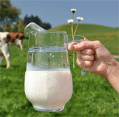 Fresh milk is not completely safe