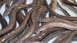 Fresh water made from ... eel