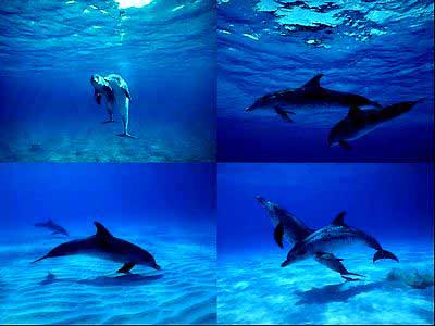 Freshwater dolphins die in the Mekong River