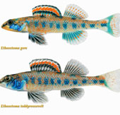 Freshwater fish bears the name of President Obama