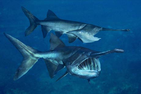 Freshwater fish 'become fine'