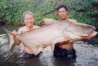 Freshwater fish resources are threatened