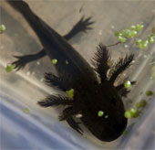 Freshwater monsters are found after being declared extinct