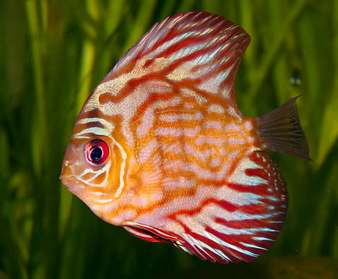 Freshwater species will be extinct soon