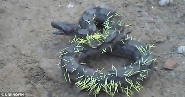 Frigid pythons writhe 'turn up porcupines' because of playing wild