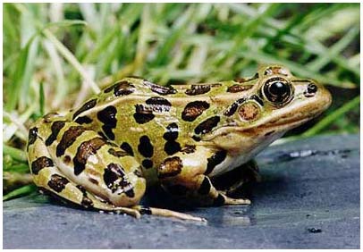 Frog cancer enzyme treatment