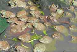 Frog farming techniques