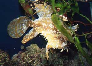 Frog fish