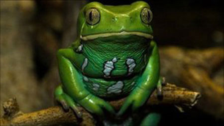 Frog skin can cure cancer