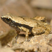 Frog species heard by mouth