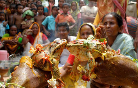 Frog wedding