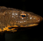 Frog-eyed 'transformation' in lizard only in Vietnam