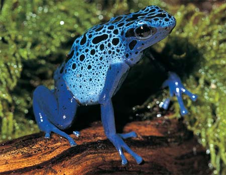 Frogs are colorful in nature