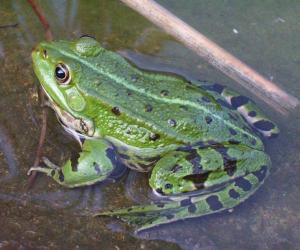 Frogs are standing on the brink of extinction