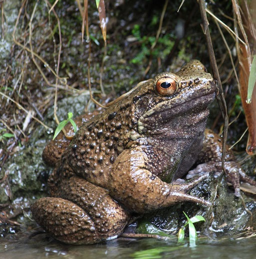 Frogs carry sharp claws like wolves