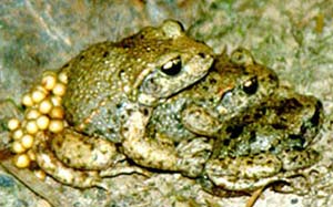 Frogs die slowly because of climate change
