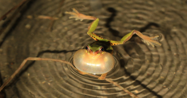 Frogs evolved by asteroids made dinosaurs extinct